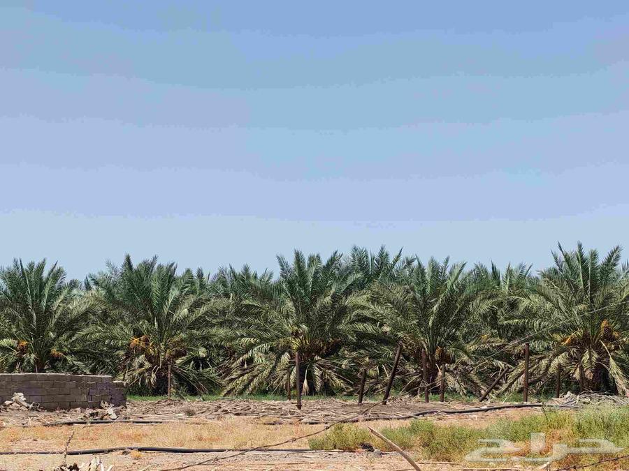 للبيع مزرعة او مزرعتين مثمره عجوه وصفاوي633488389056021122