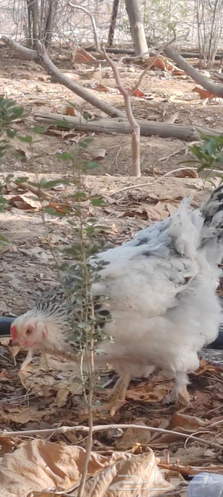 دجاج براهما للبيع63350819729793112