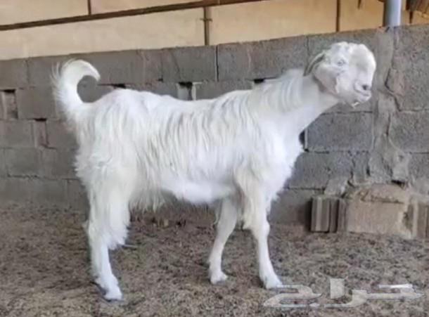 جذع شامي ابيض فاخر633468533240351113