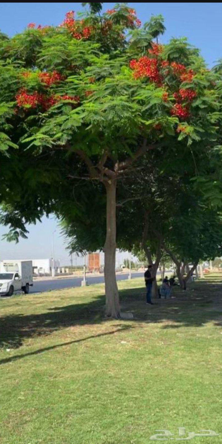 Bougainvillea seedlings for sale633453647170581110