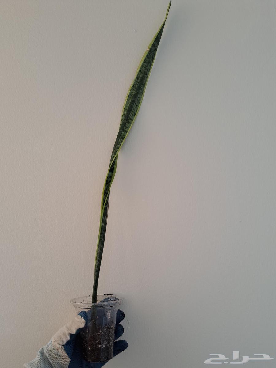 Displaying a collection of indoor plants for sale63295503206531111