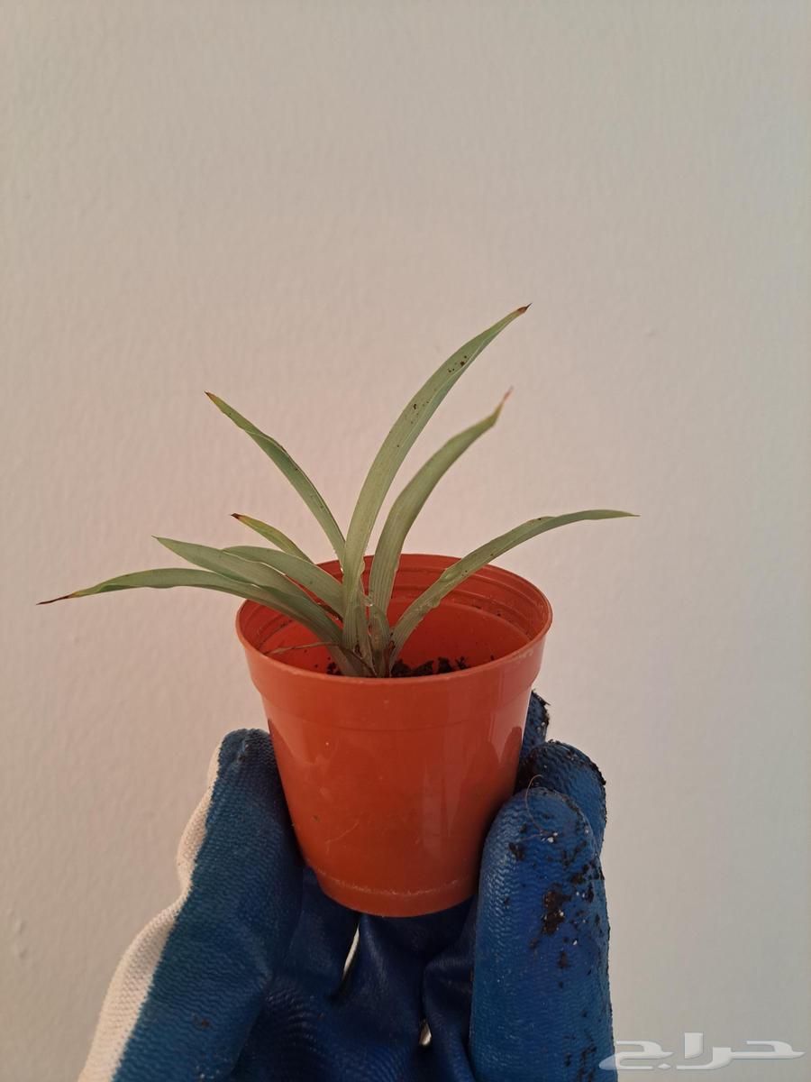Displaying a collection of indoor plants for sale63295503206531112