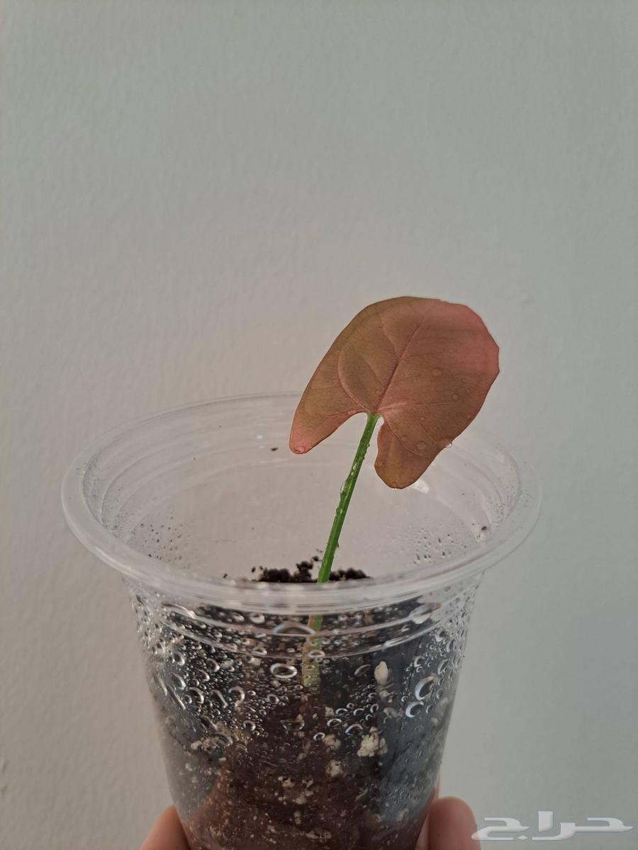 Displaying a collection of indoor plants for sale63295503206531113