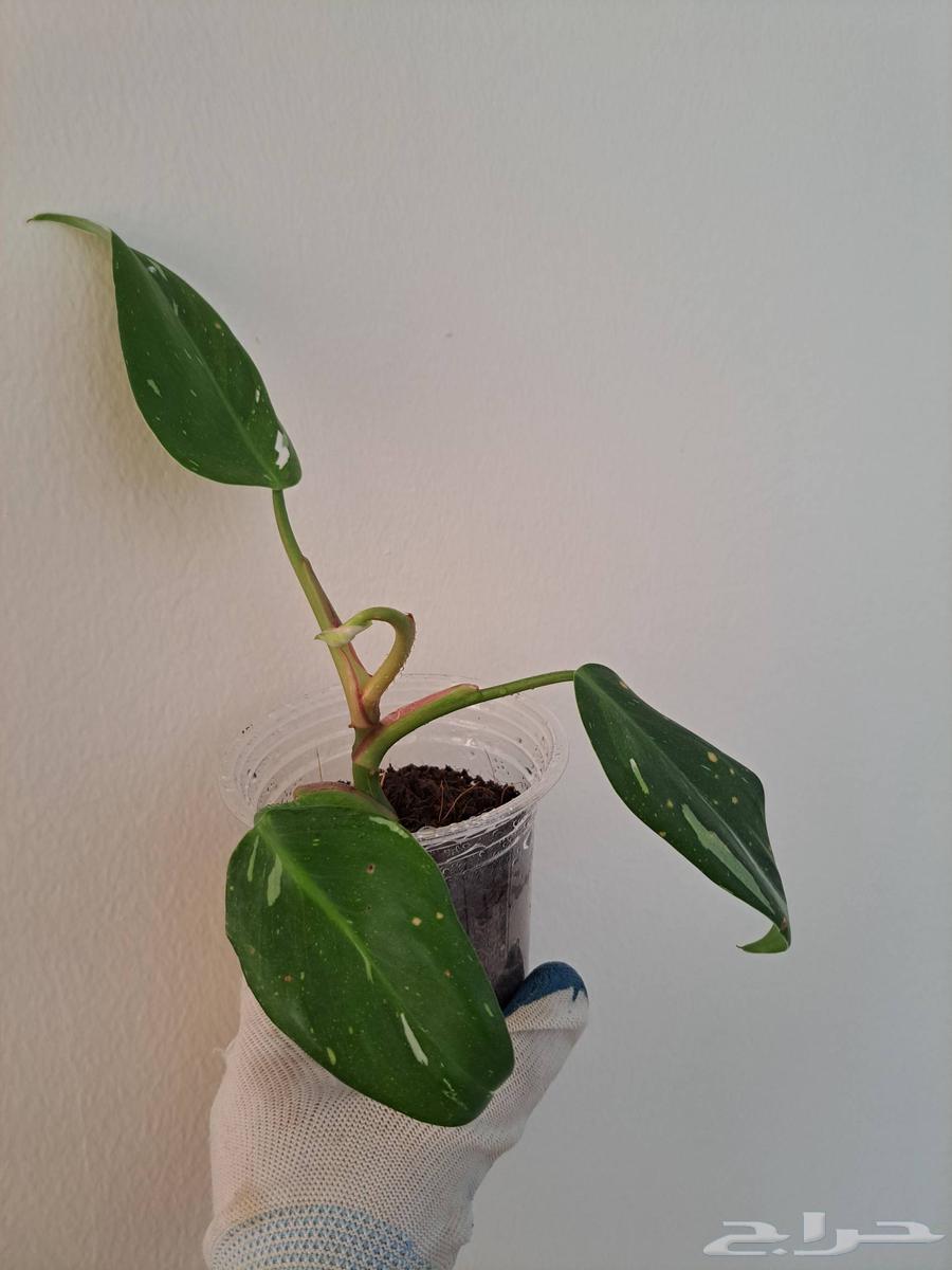 Displaying a collection of indoor plants for sale63295503206531114