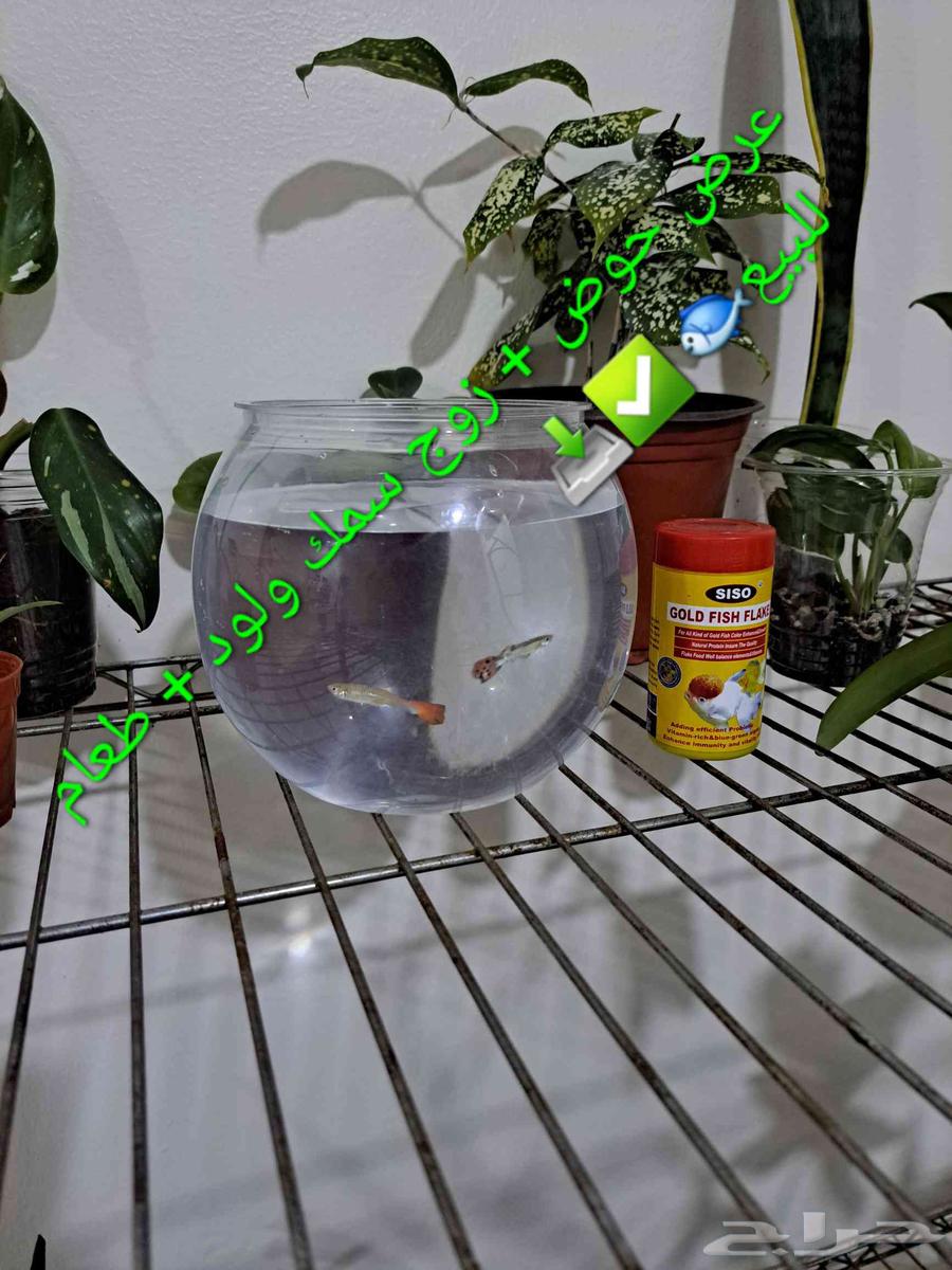 Jubi ornamental fish for sale632808320881931114