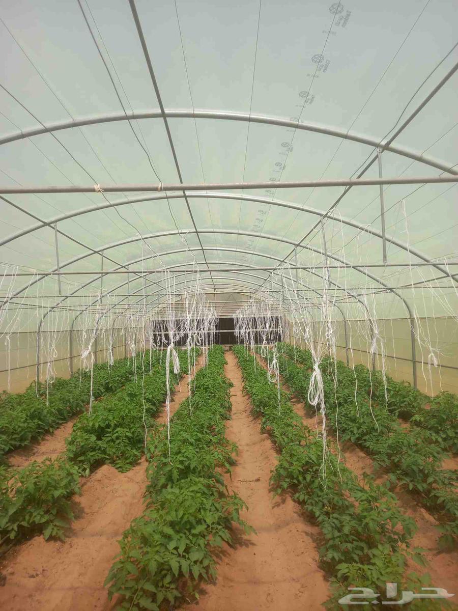 Greenhouses and agricultural connections63340287301634112