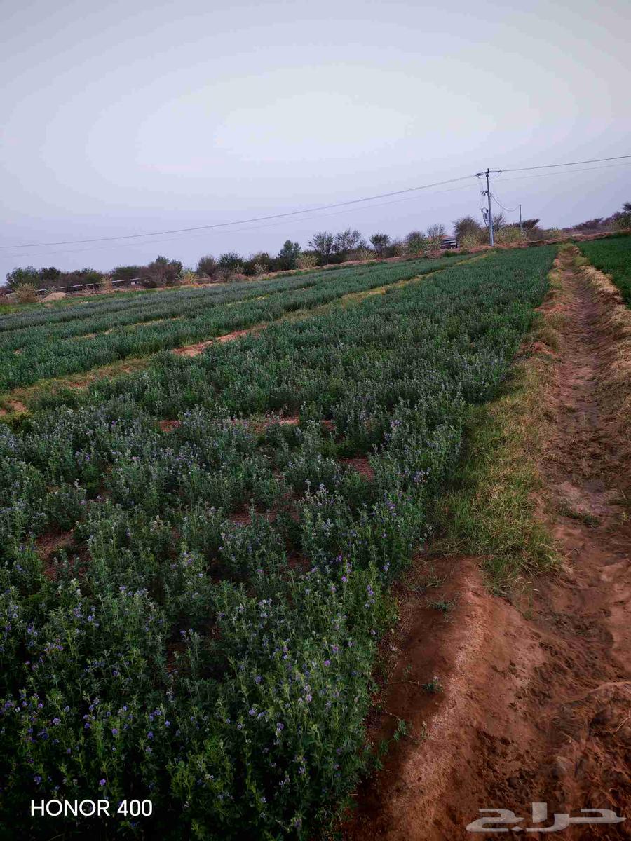 Clover farm for rent63358966572163111