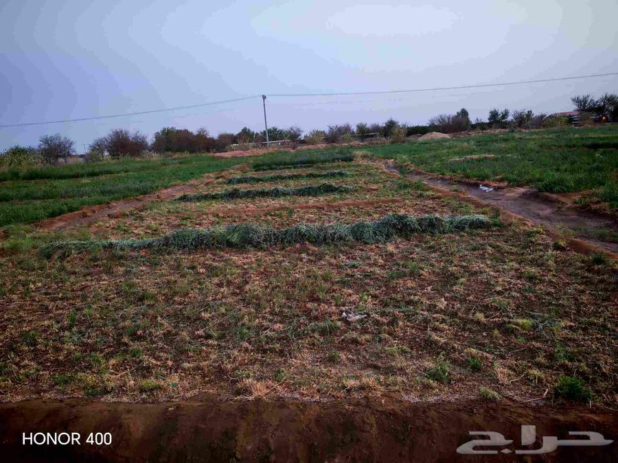 Clover farm for rent63358966572163114