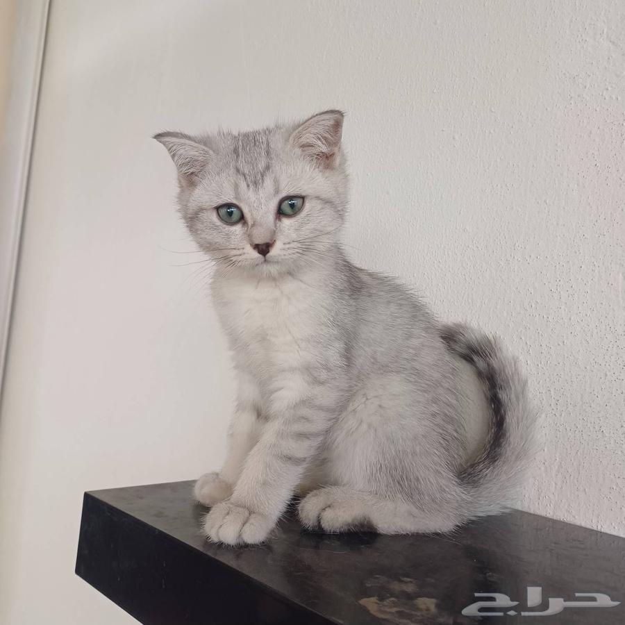 كتين قط اسكوتش فولد سلفر633315226088971112