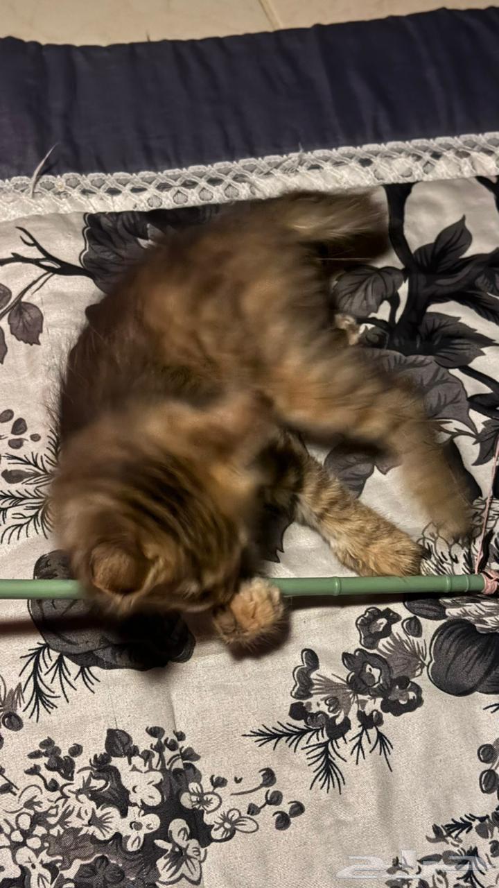 Cats for adoption63332814641921112