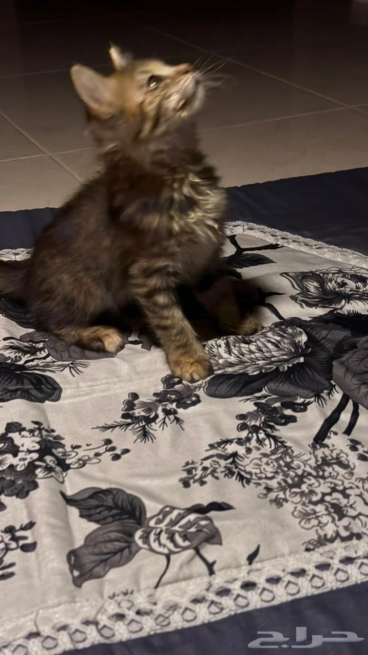 Cats for adoption63332814641921111