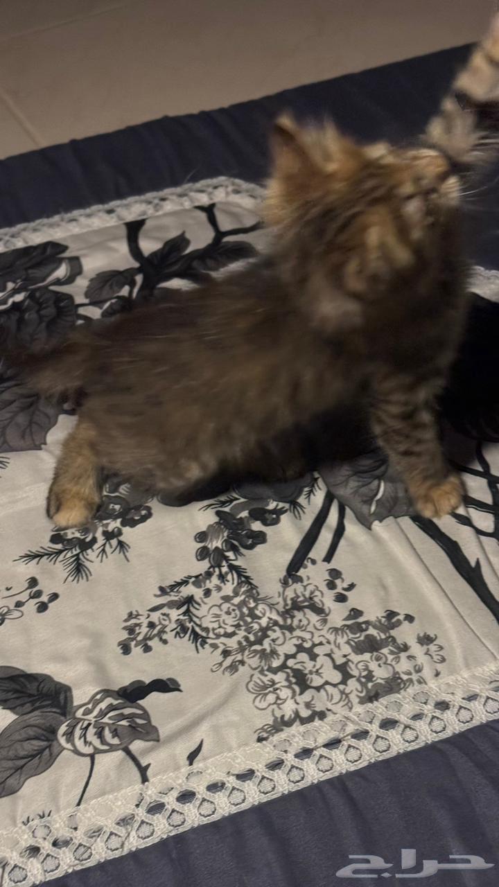 Cats for adoption63332814641921114