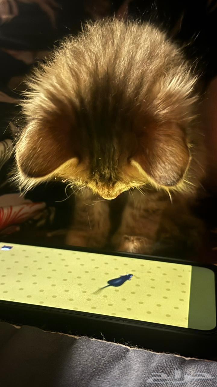 Cats for adoption63332814641921113