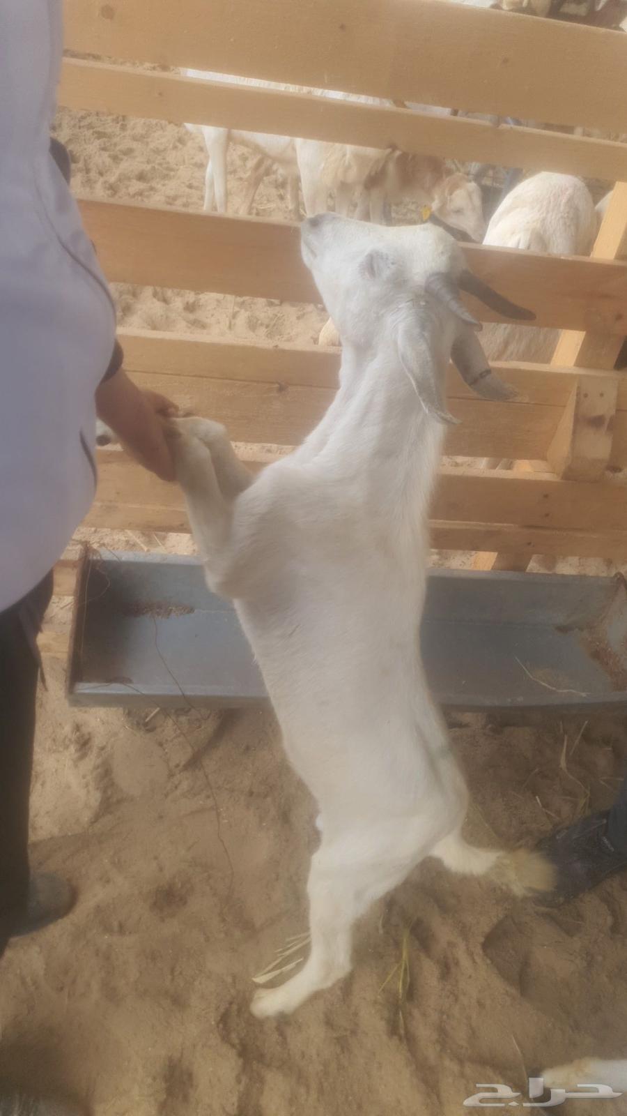 Today we have premium Yemeni goats63618661352963114