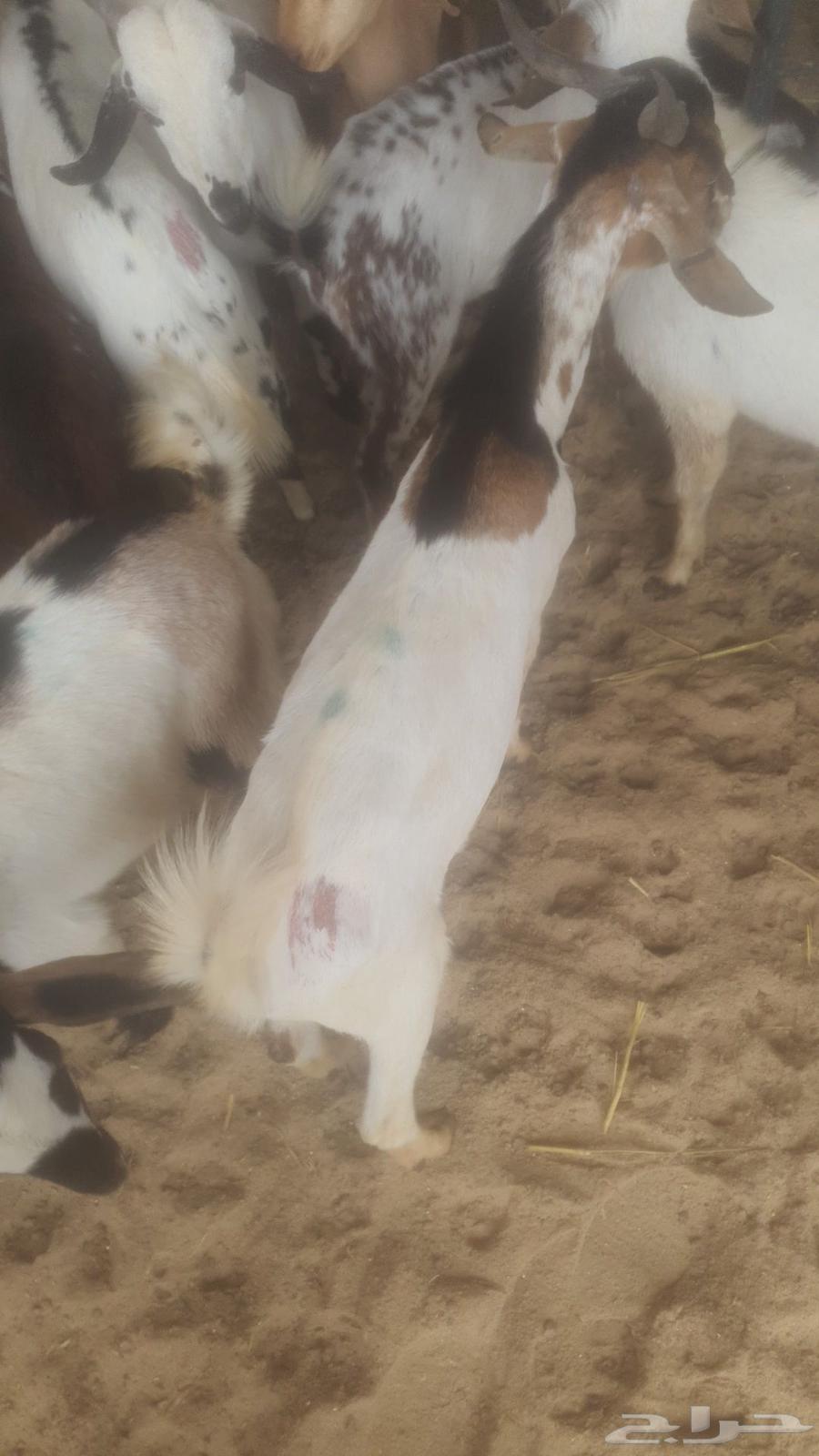 Today we have premium Yemeni goats63618661352963111