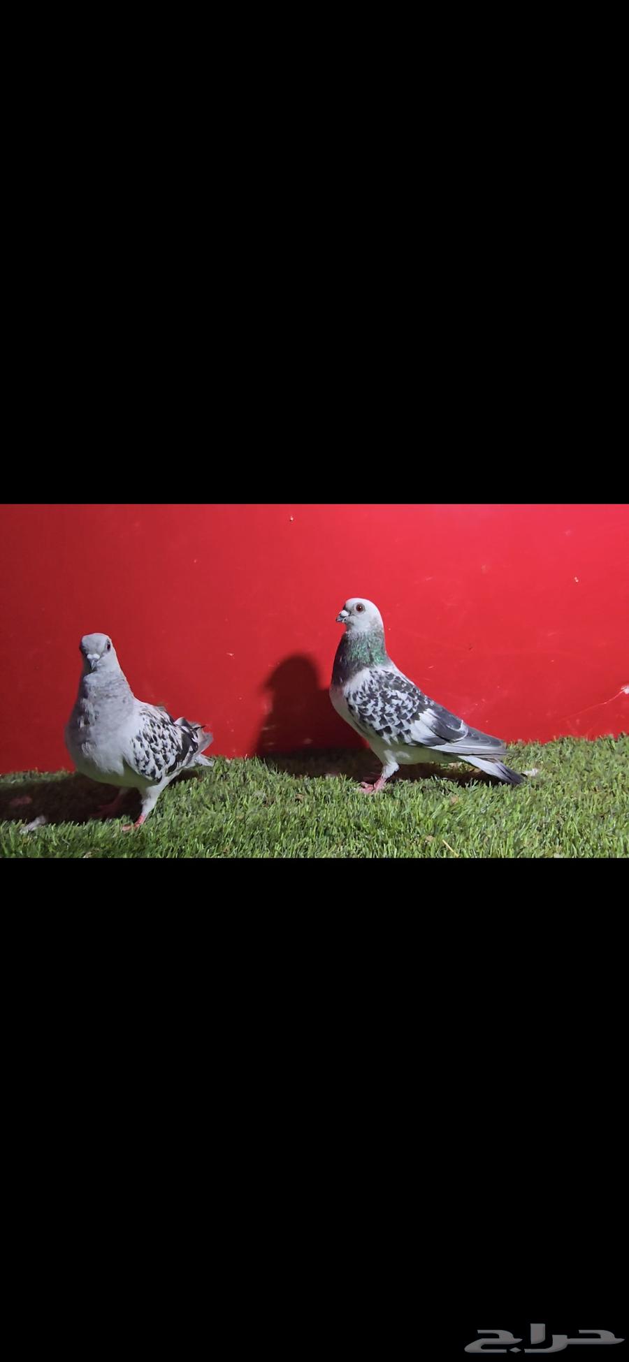 حمام شامي بوز او عمري63618574864003114