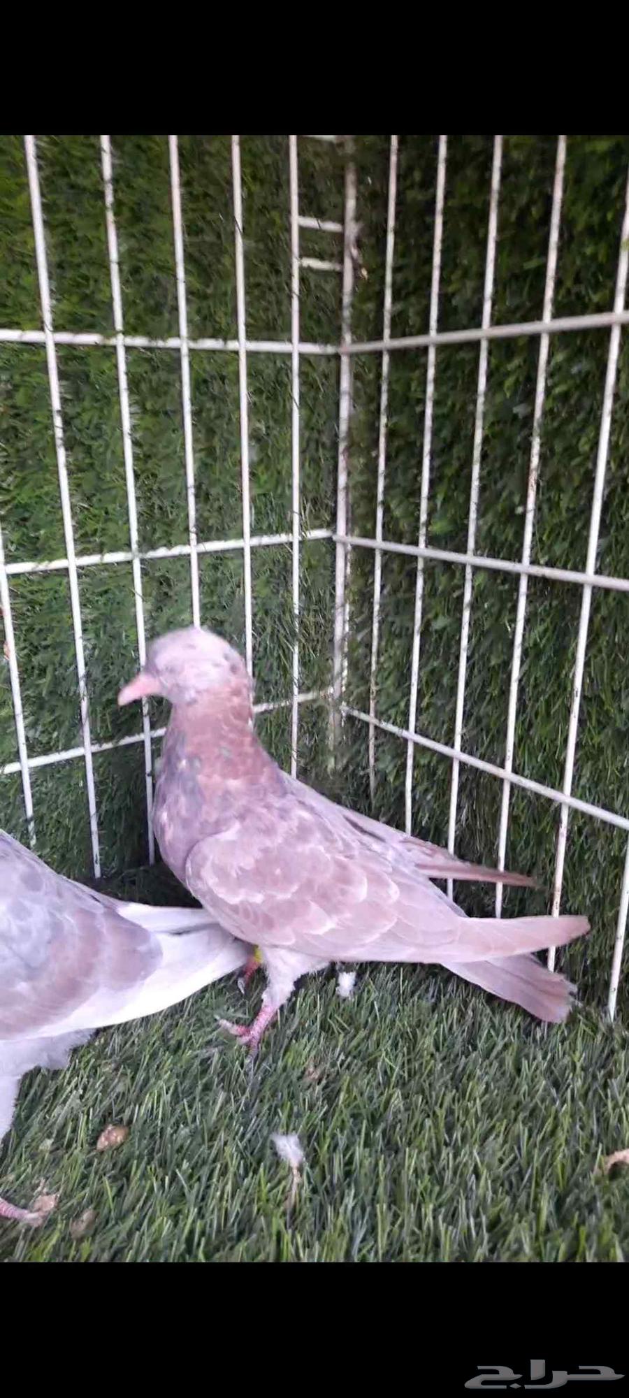حمام صنعاني طبات فواخر63618584117378113