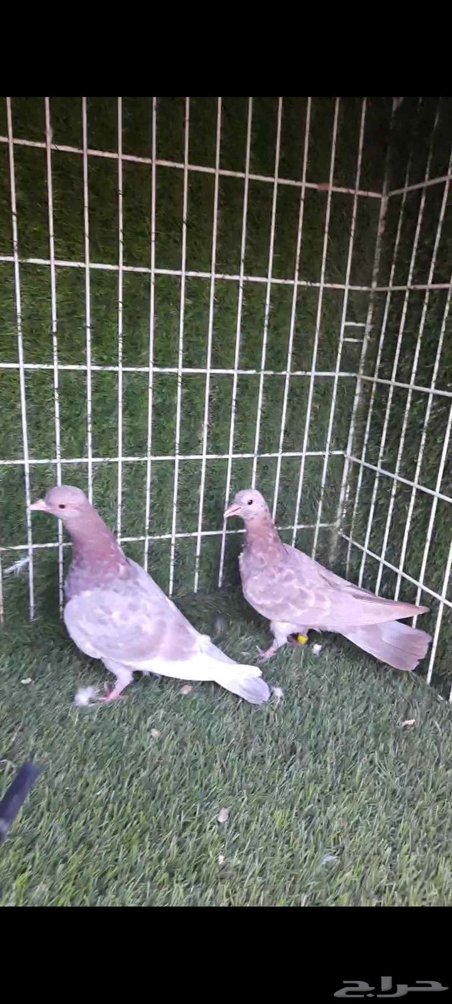 حمام صنعاني طبات فواخر63618584117378114