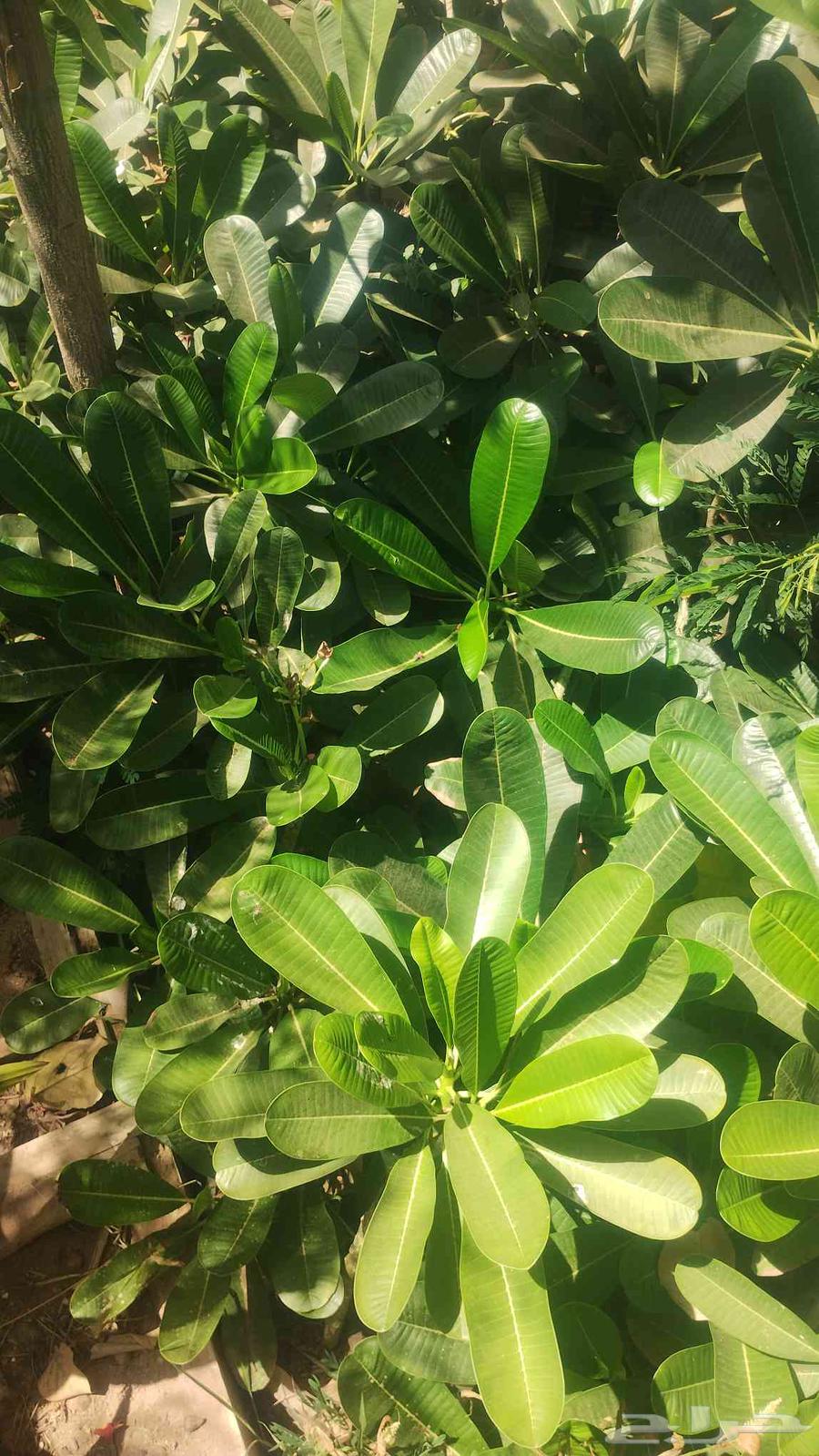 Selling Indian Jasmine for only 10 or 15 SAR63618661555970111