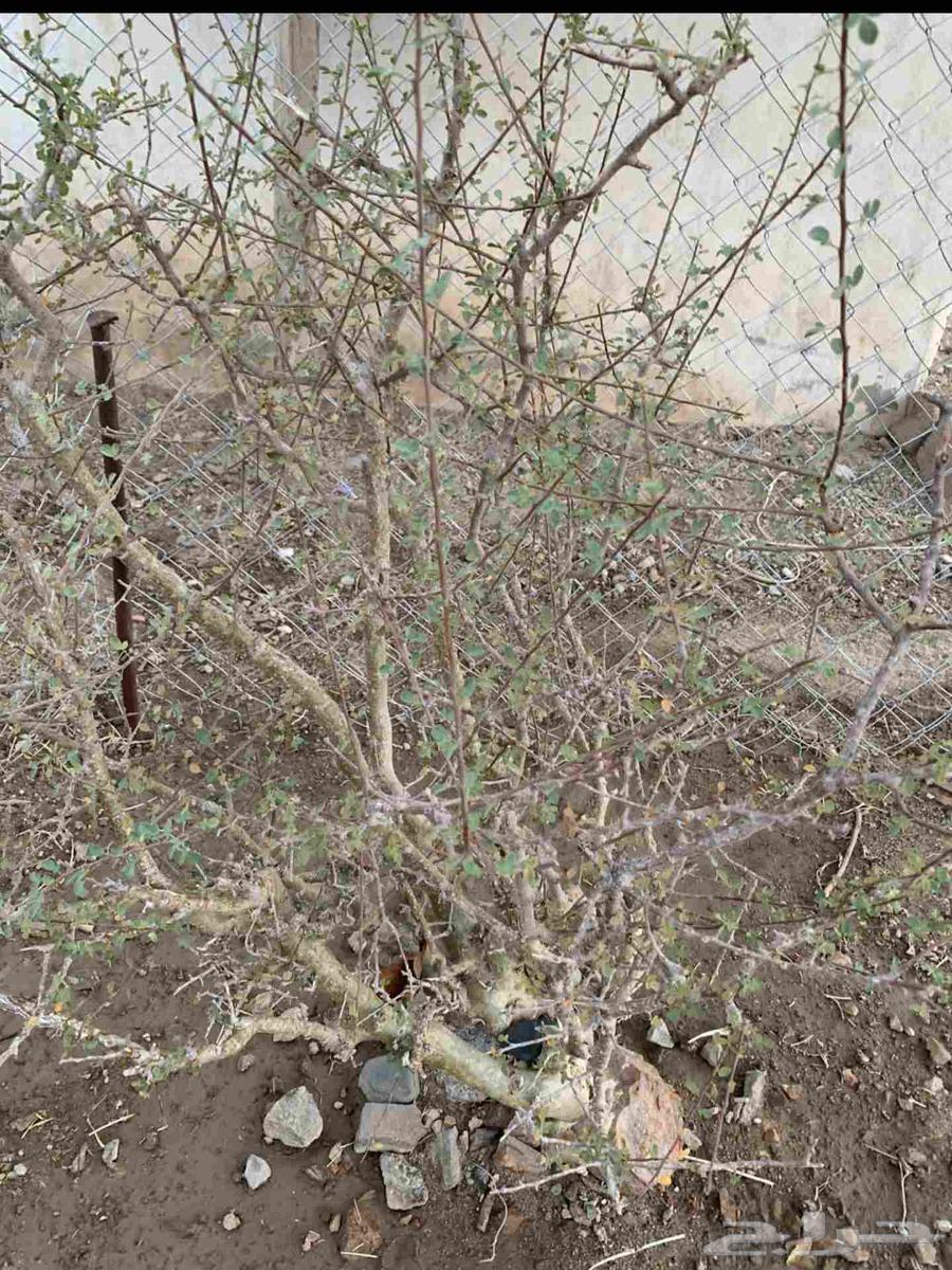 Bisham seedlings with condition63618670047746111
