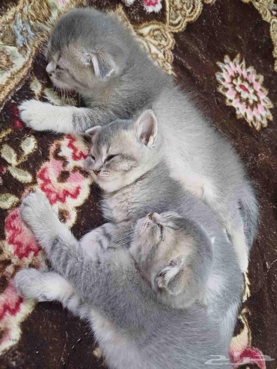 Sketch cats for sale63618587047170113