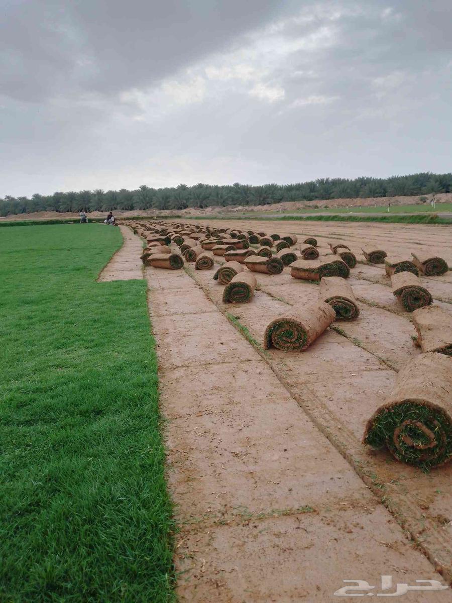First-grade natural turf from Al-Kharj63618677725187112