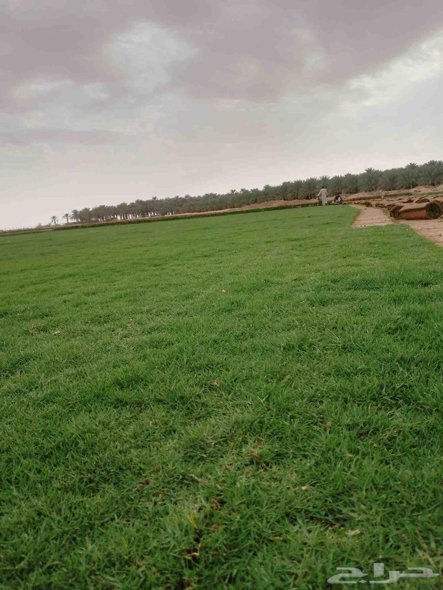 First-grade natural turf from Al-Kharj63618677725187113