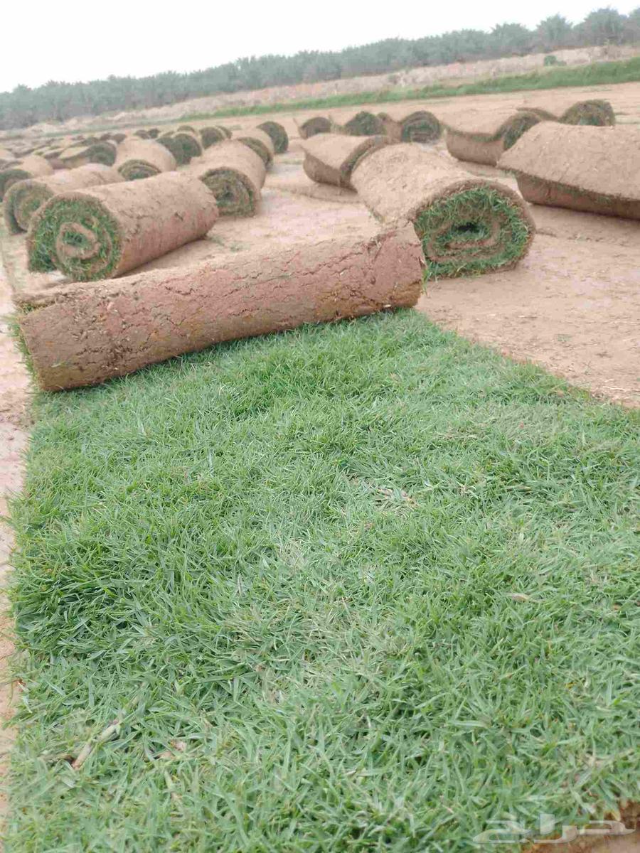 First-grade natural turf from Al-Kharj63618677725187114