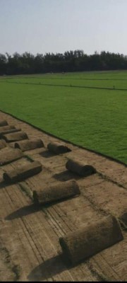 Pure Grass63618585813889111