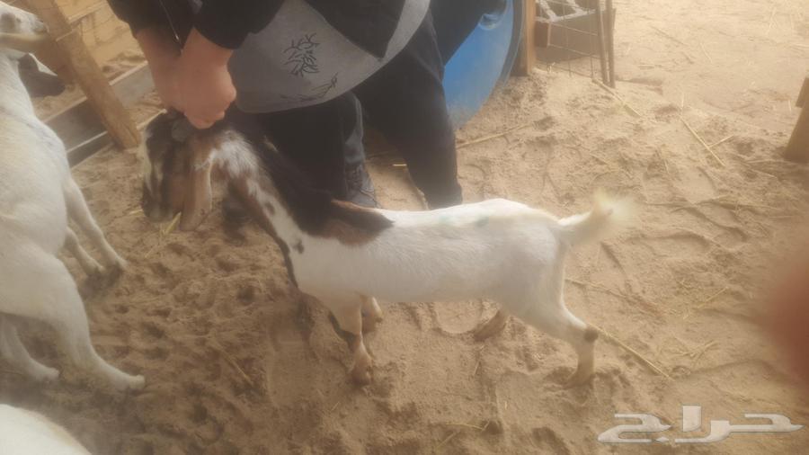 Today we have premium Yemeni goats636186613529631118