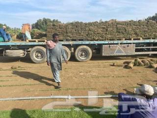 Pure Grass63618585813889113