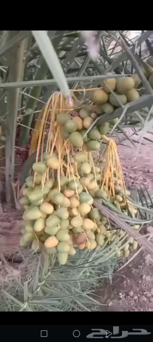 Fruit-bearing palm trees for sale63618766046593111
