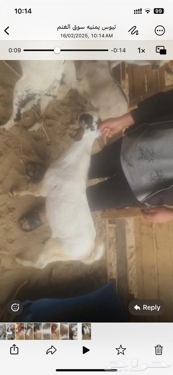 Today we have premium Yemeni goats63618661352963113