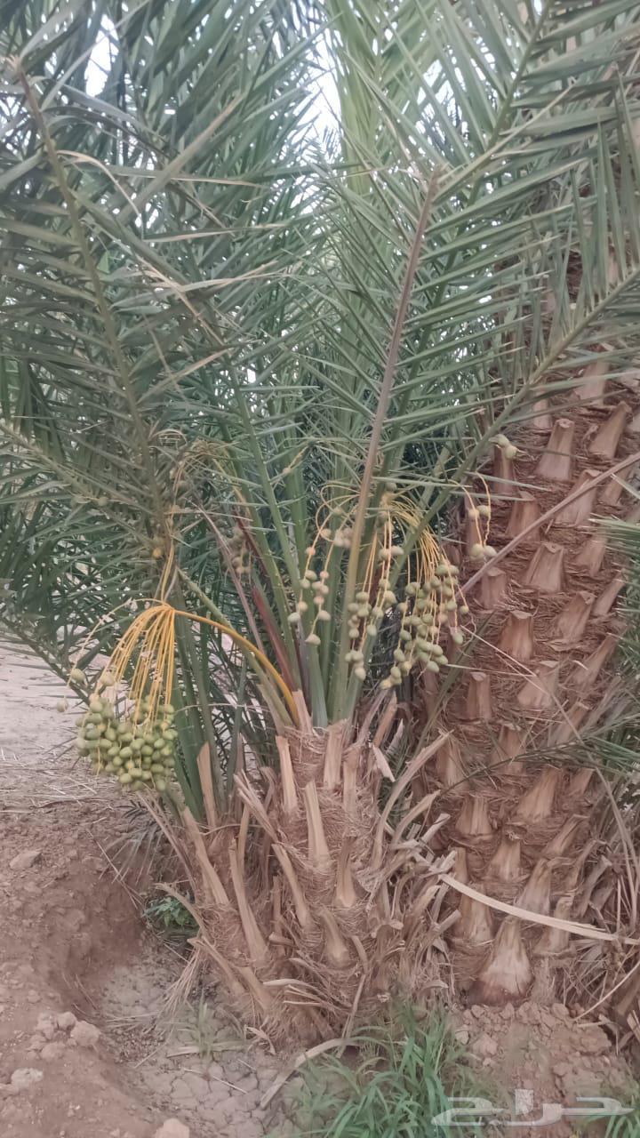 Fruit-bearing palm trees for sale63618766046593112