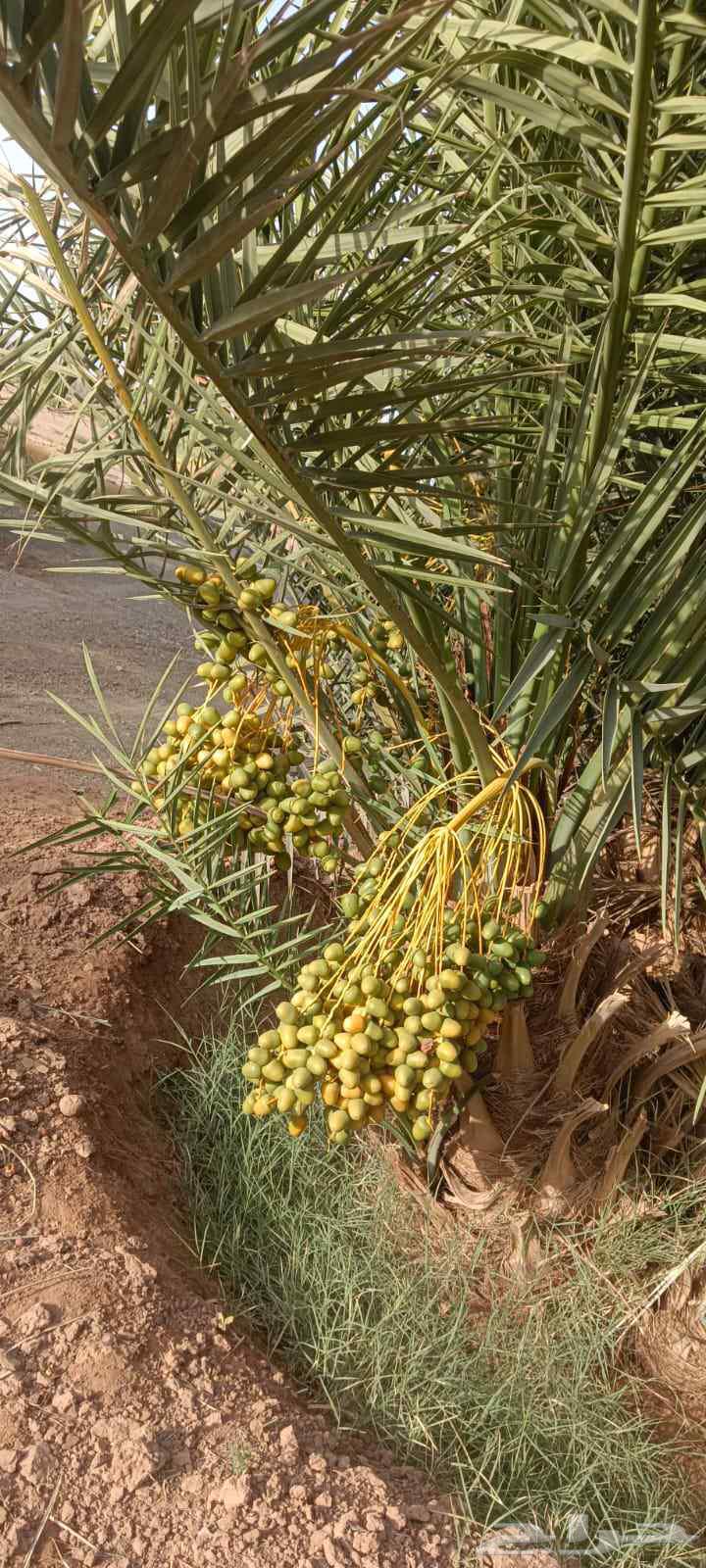 Fruit-bearing palm trees for sale63618766046593113