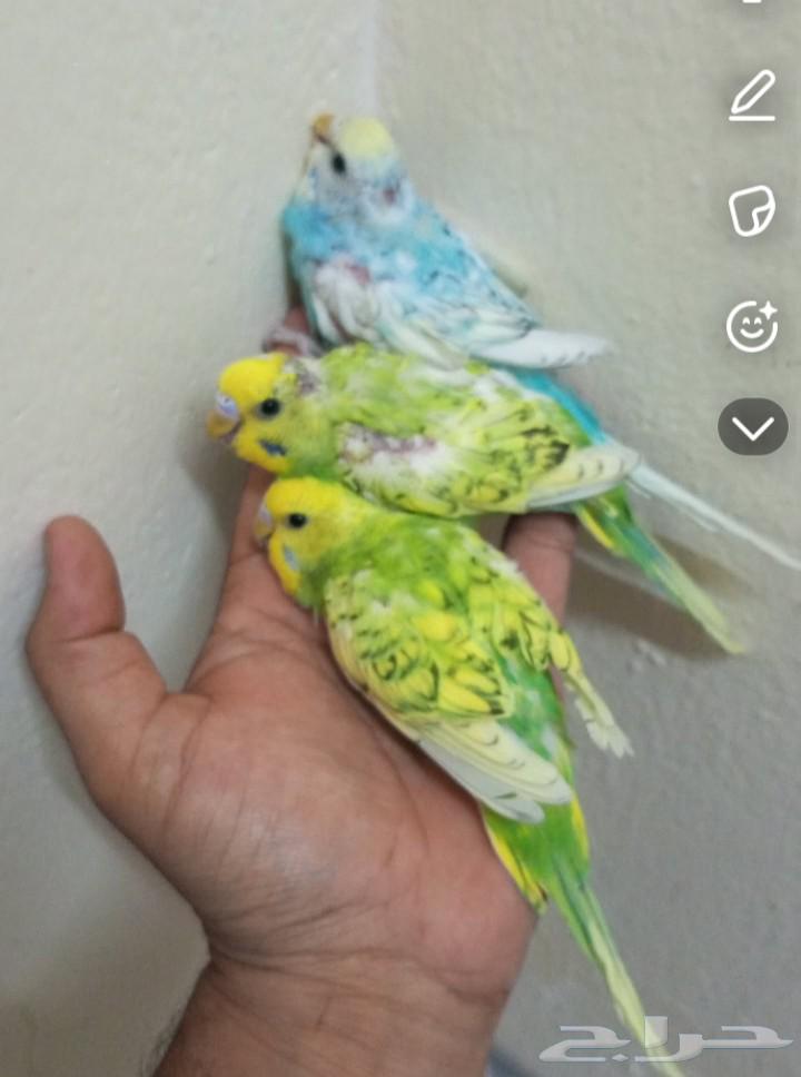 للبيع فروخ طيور الحب 100ريال63618671931137112