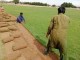 Pure Grass63618585813889112
