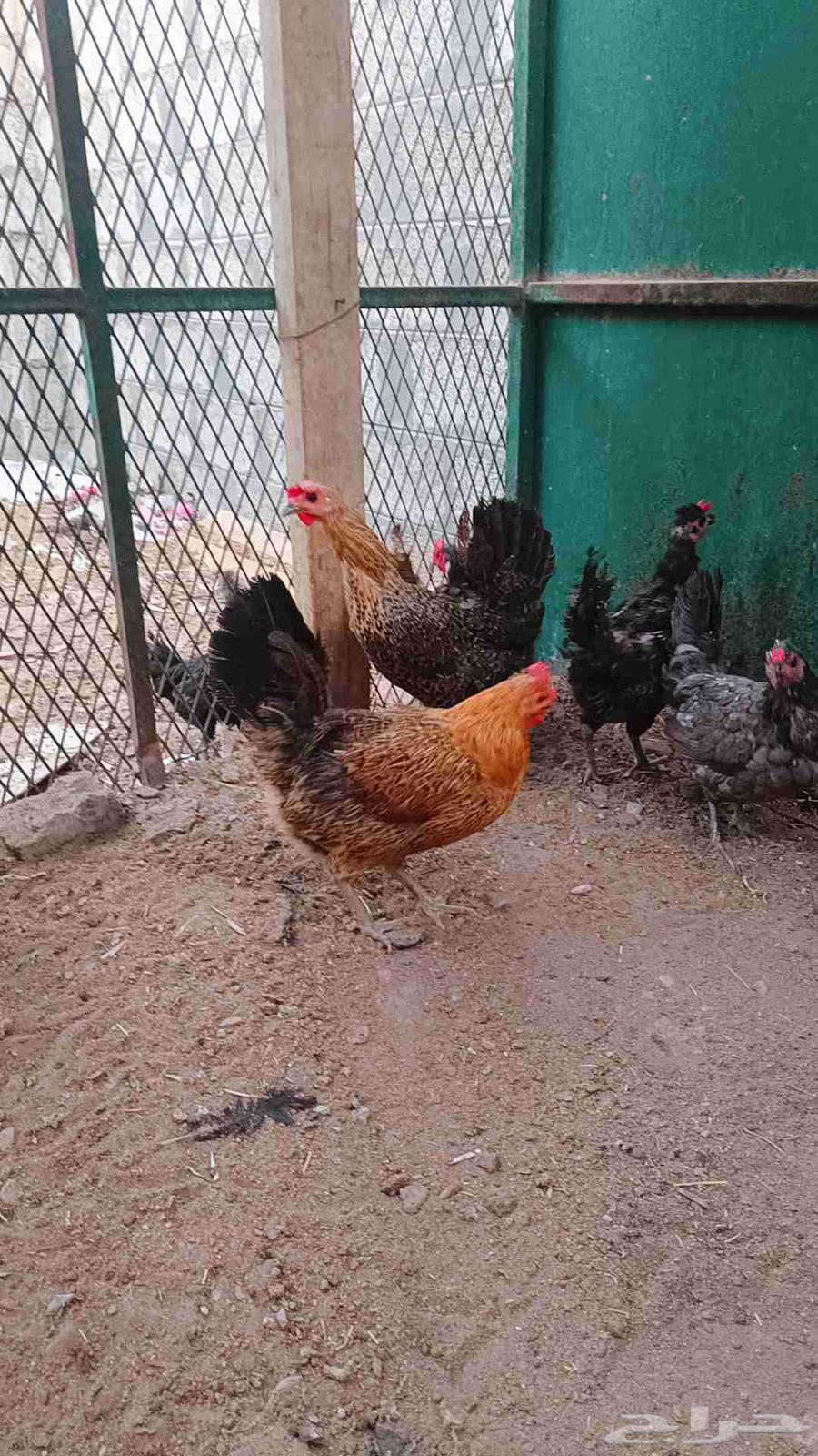 Selling healthy and clean chickens63618782506370113