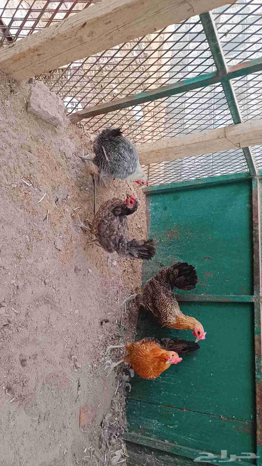 Selling healthy and clean chickens63618782506370111
