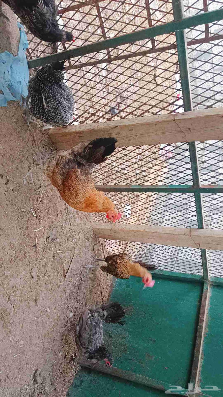 Selling healthy and clean chickens63618782506370112