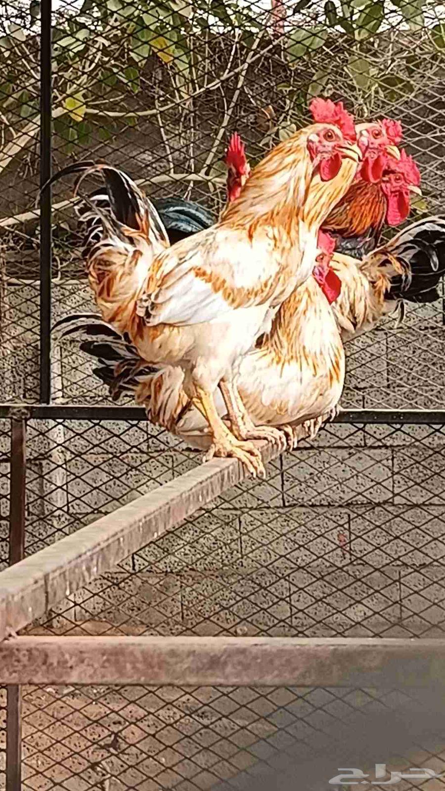 Local roosters63618864417794111