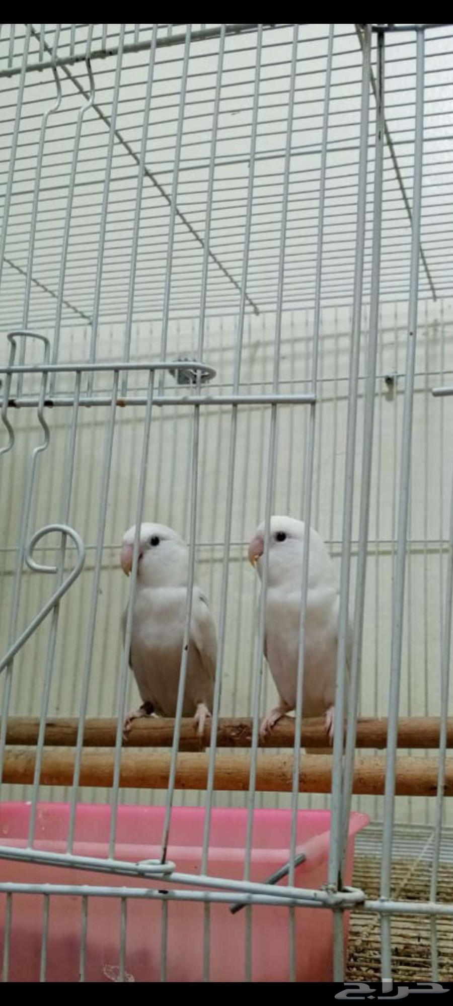 Selling two ready rose pairs for 400 SAR for both pairs63618873804418113