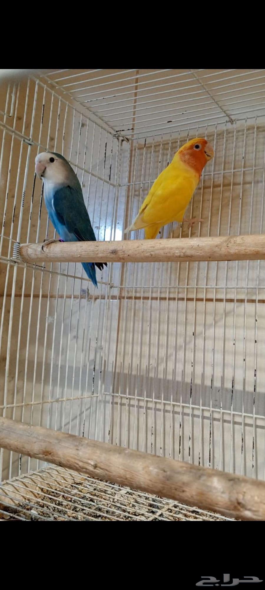 Selling two ready rose pairs for 400 SAR for both pairs63618873804418111