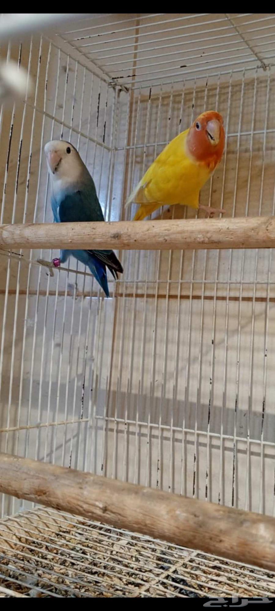 Selling two ready rose pairs for 400 SAR for both pairs636188738044181122