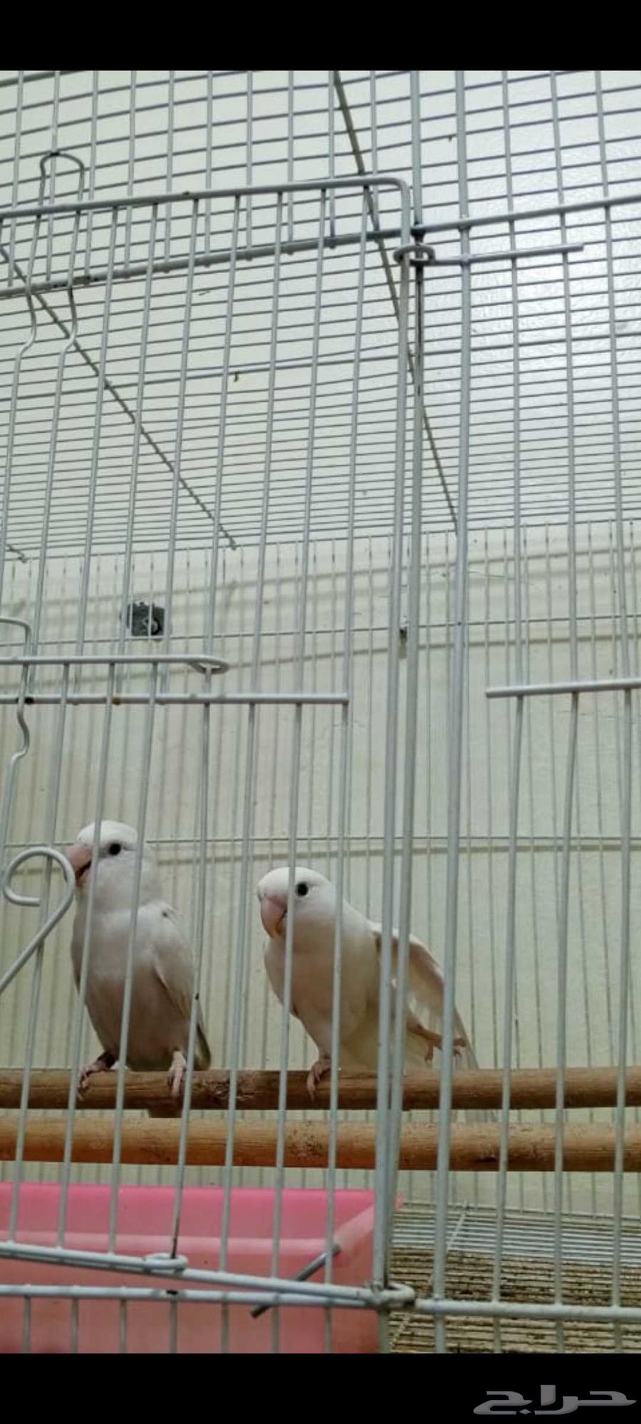 Selling two ready rose pairs for 400 SAR for both pairs63618873804418114
