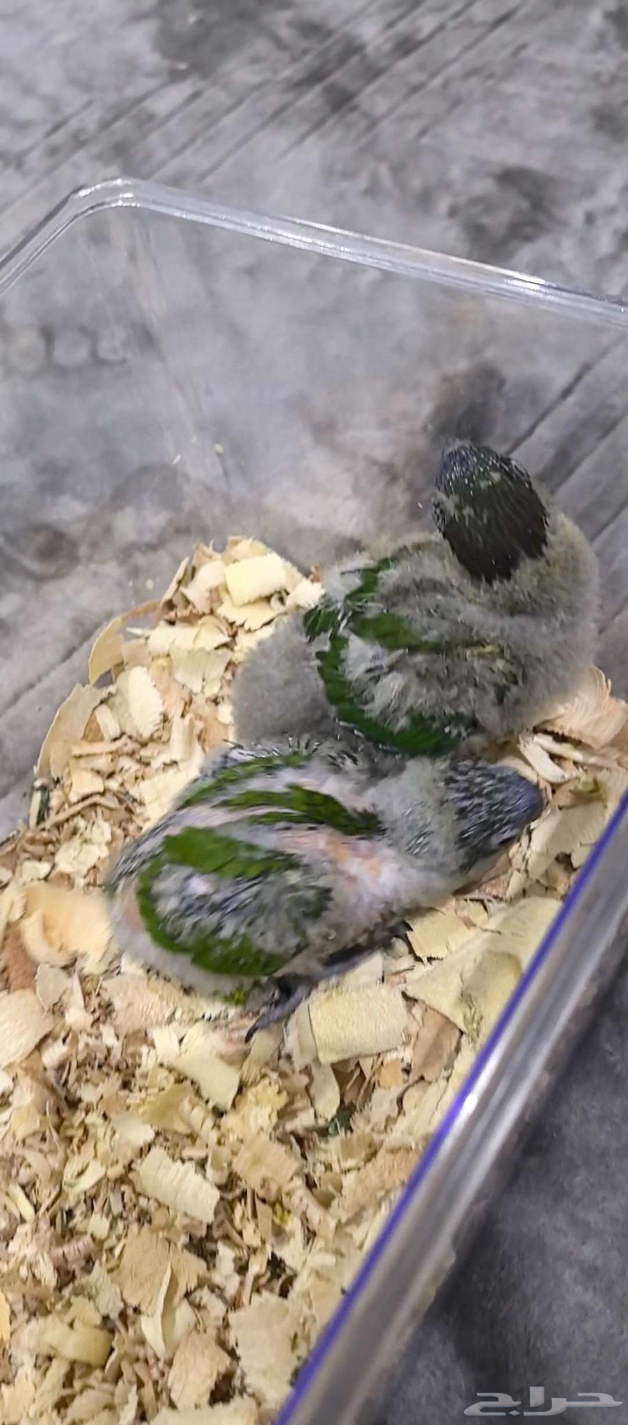 Local production Lory chicks for sale63618874987907111