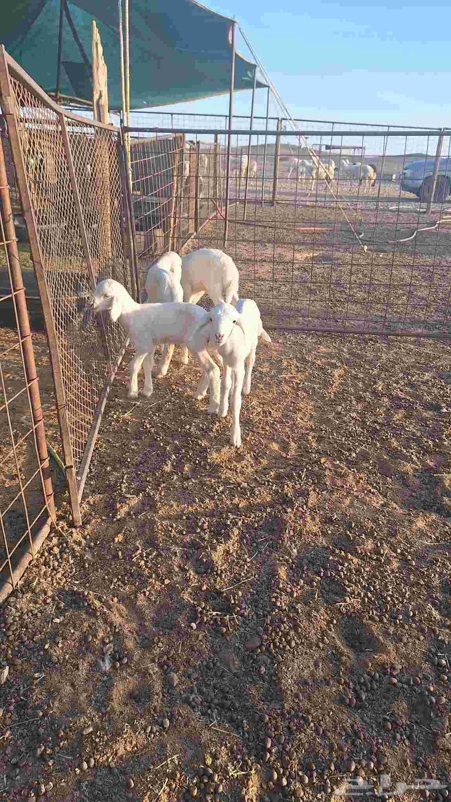 Camels for sale63618872001795111