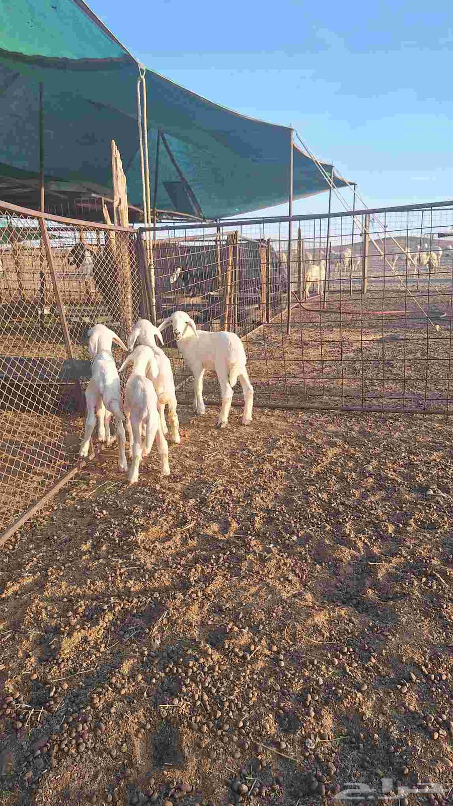 Camels for sale63618872001795110