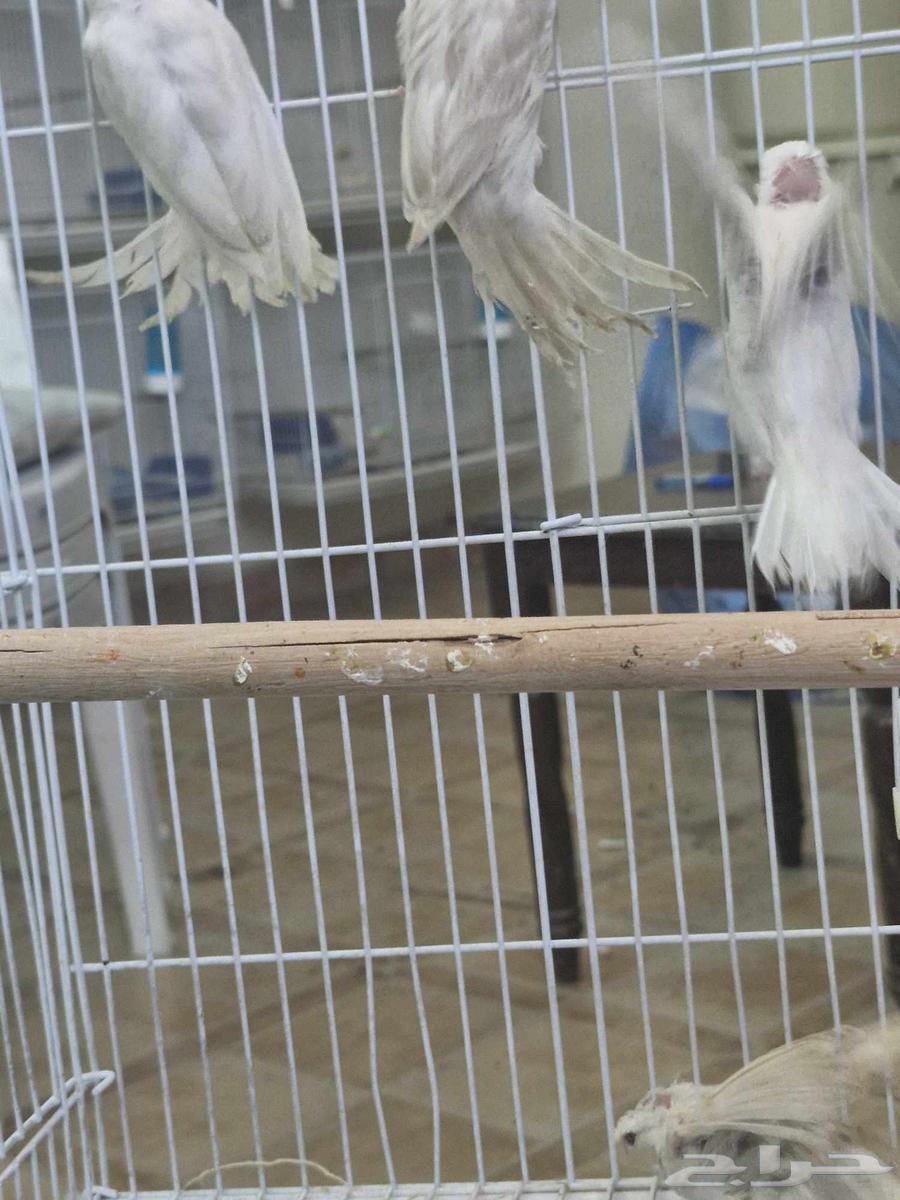Canary Satinette Crest Red Eyes63618779315971114