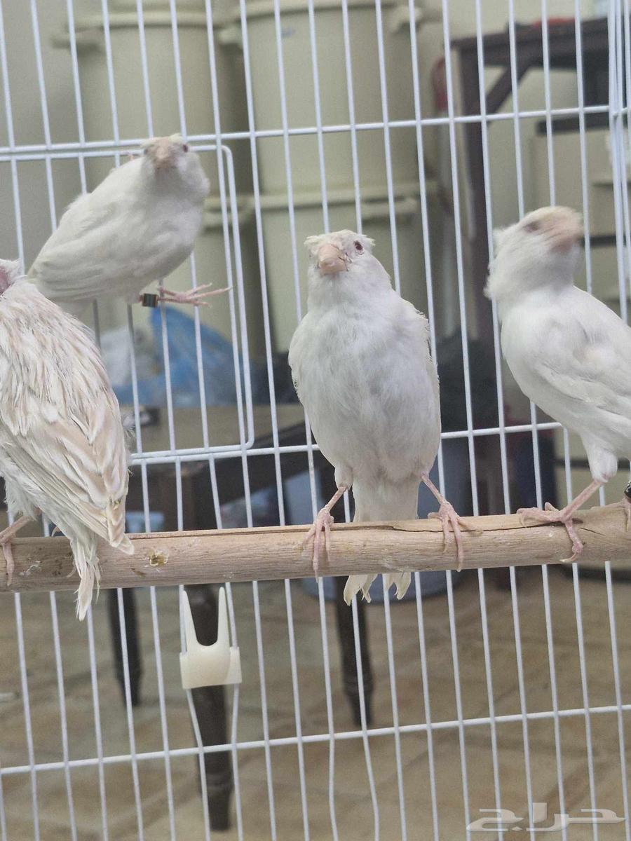 Canary Satinette Crest Red Eyes63618779315971113